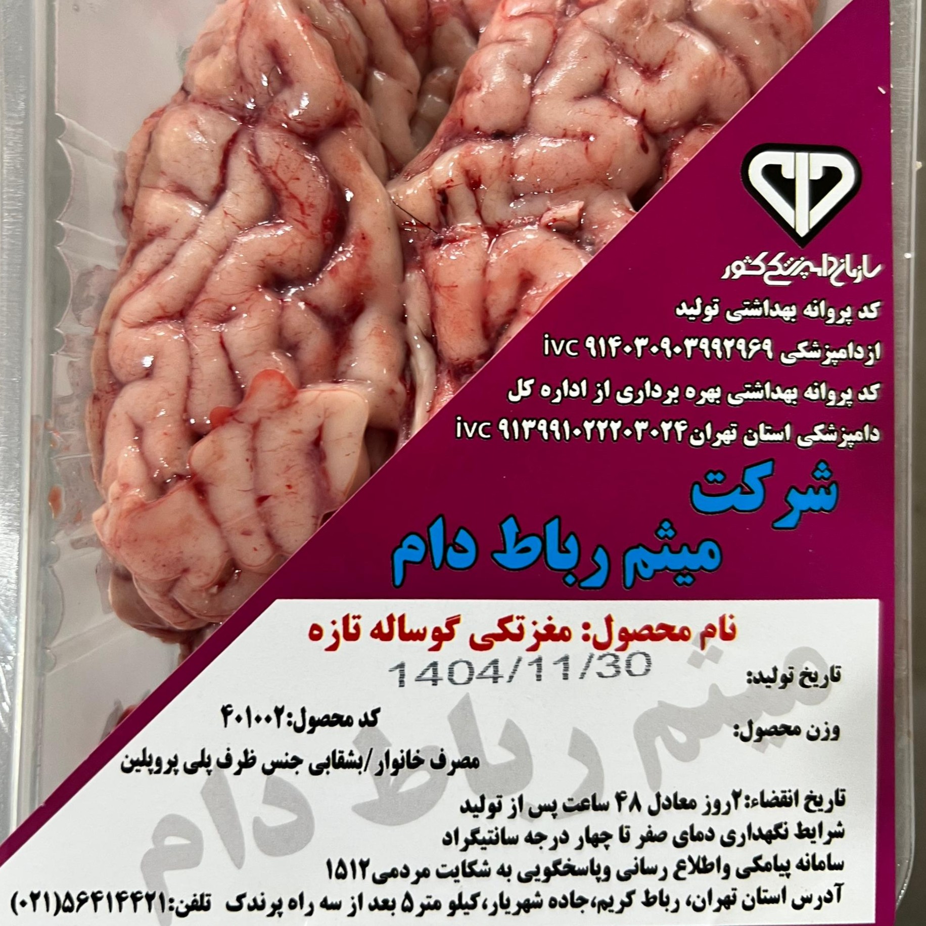 تصویر مغزتکی گوساله