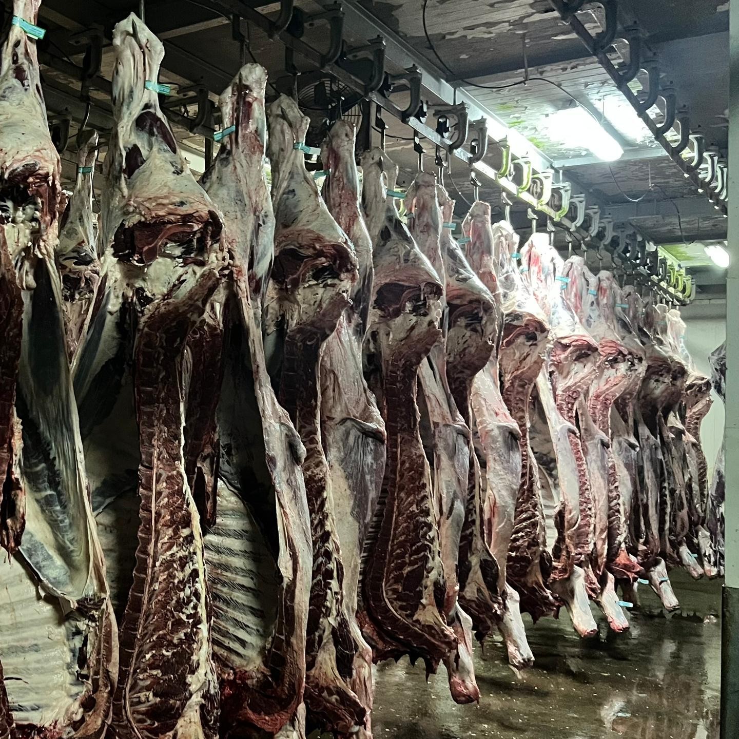 کشتارگاه میثم رباط دام