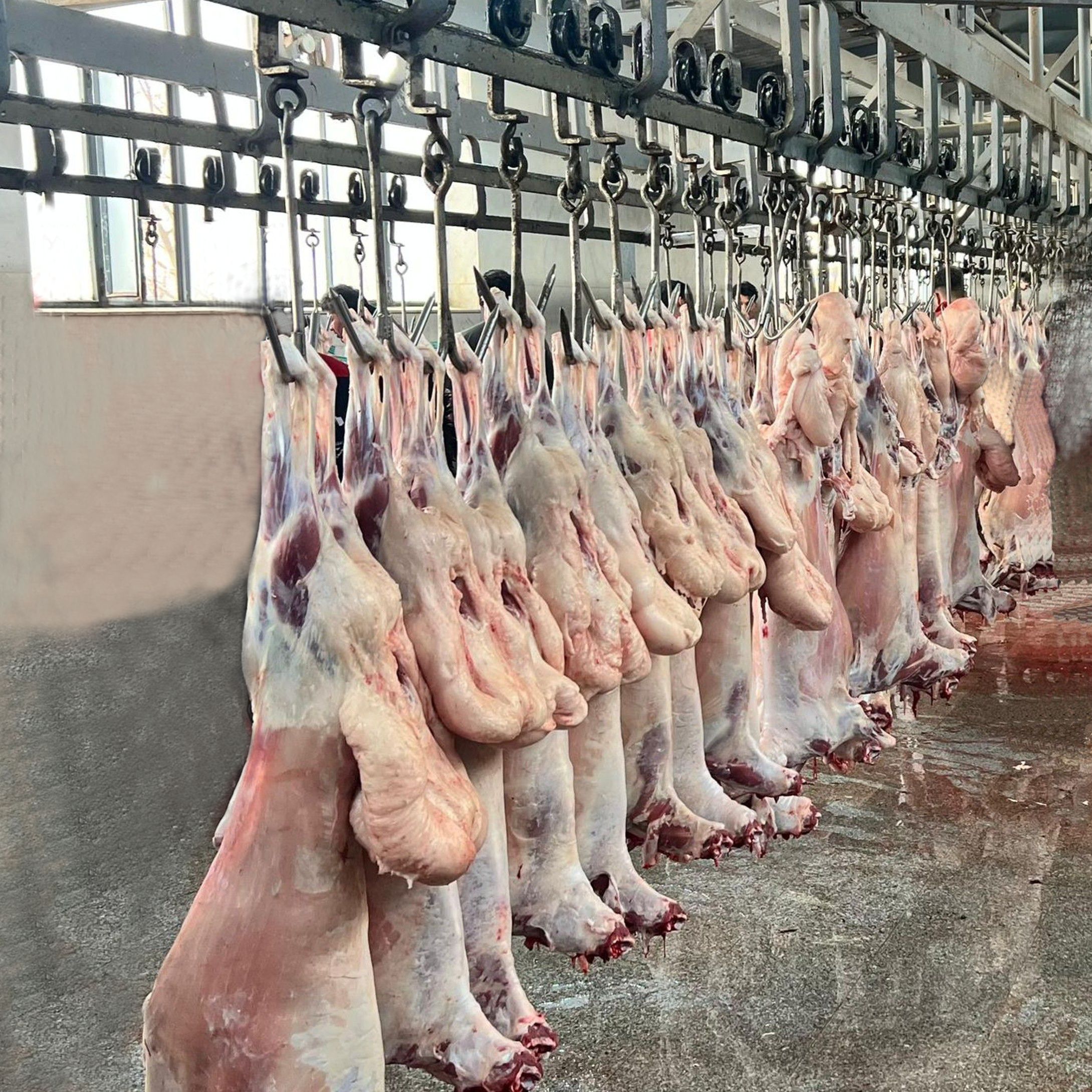 کشتارگاه میثم رباط دام